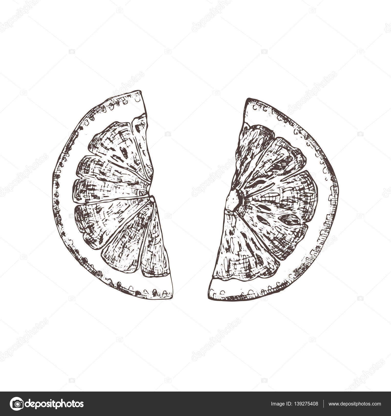 Isolated hand drawn orange slices in sketch style. Vector. Stock Vector by  ©yulia2077 139275408