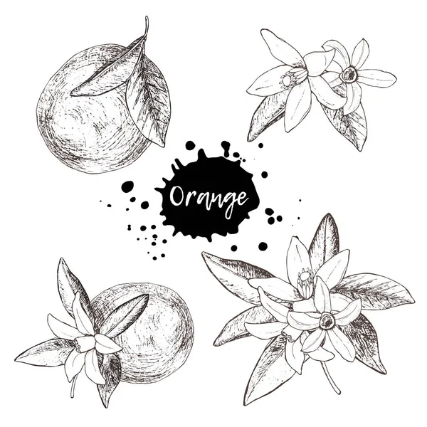 Orange Blossom Drawing Images – Browse 669,076 Stock Photos, Vectors, and  Video