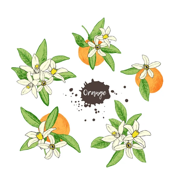 Ensemble d'oranges et de fleurs dessinées à la main isolées dans le style croquis . — Image vectorielle