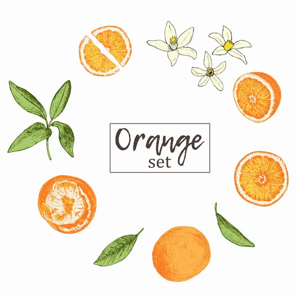 Zestaw na białym tle ręcznie rysowane pomarańcze, plasterki i kwiaty w szkicu — Wektor stockowy
