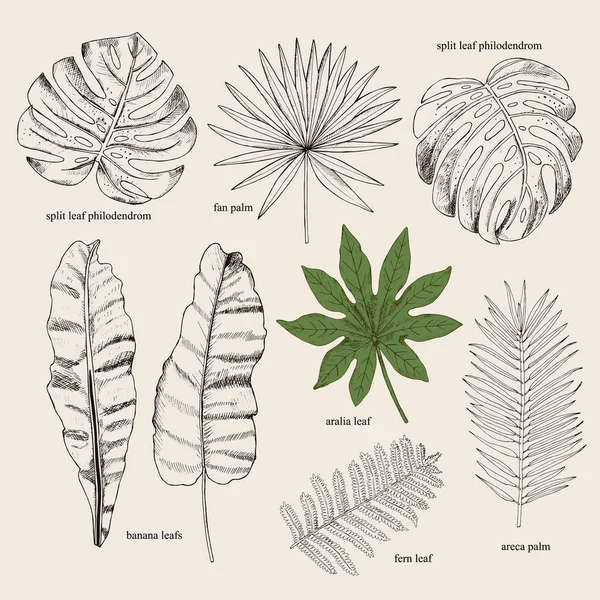 Conjunto floral. Colección con hojas tropicales en estilo sketch. Desi. — Archivo Imágenes Vectoriales