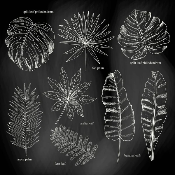 Kwiatowy zestaw. Kolekcja z tropical leafs styl szkic na ch — Wektor stockowy