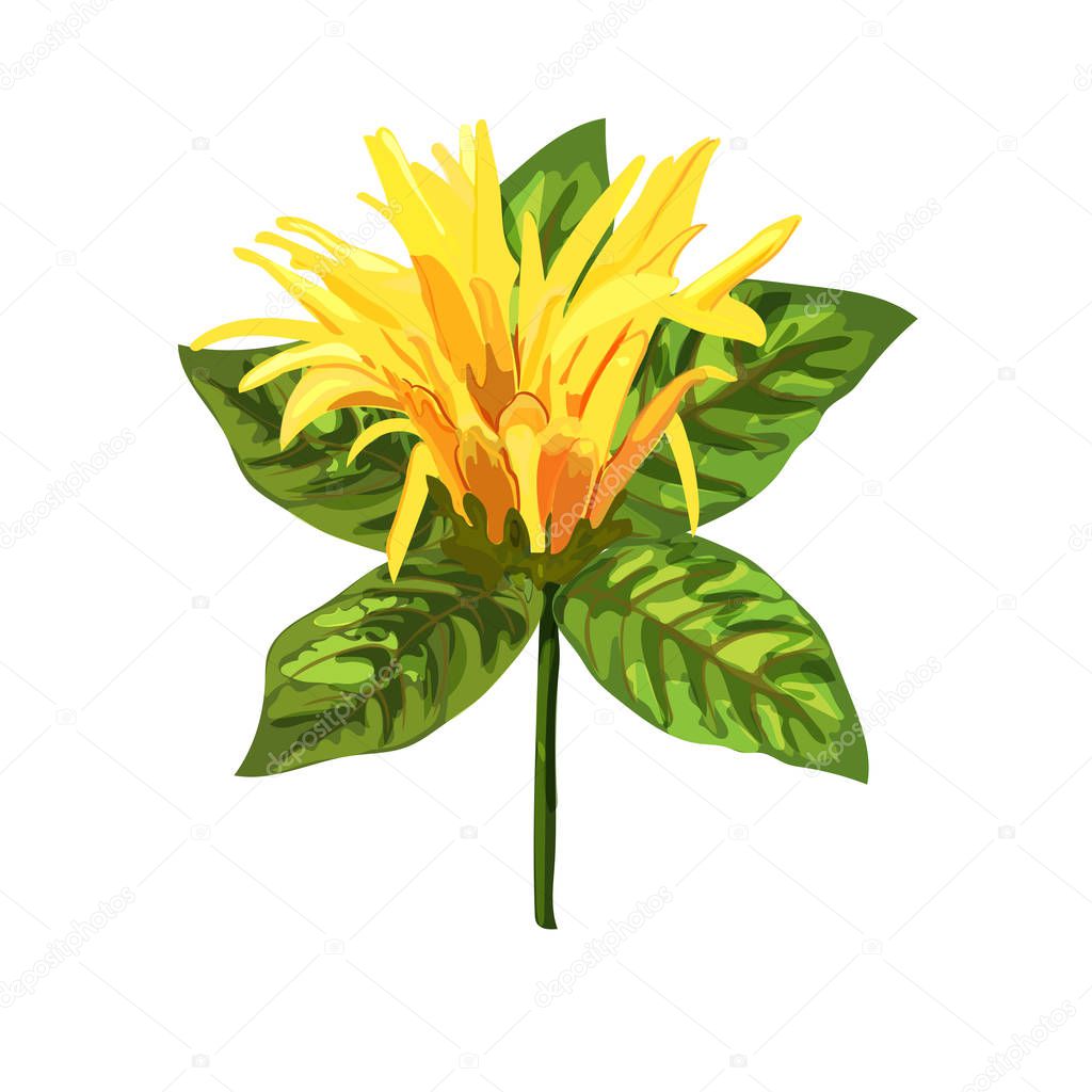 Yellow tropical plant. Mexican Honeysuckle, Orange Plume flower.