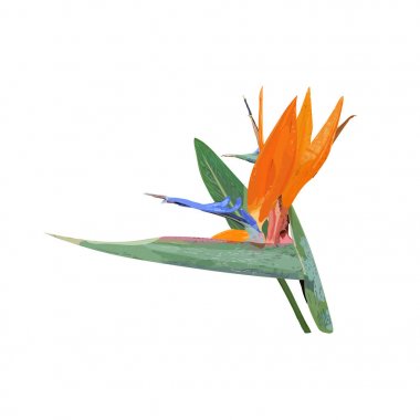 STERLİÇYA tropikal bitki. Elle çizilmiş çiçekli koleksiyon bir