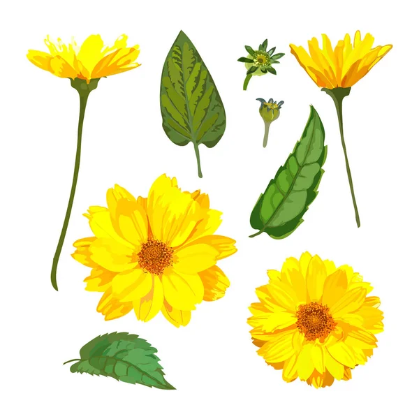 Chrysanthemen blühen. Vektorflorales Set mit isoliertem gelben p — Stockvektor