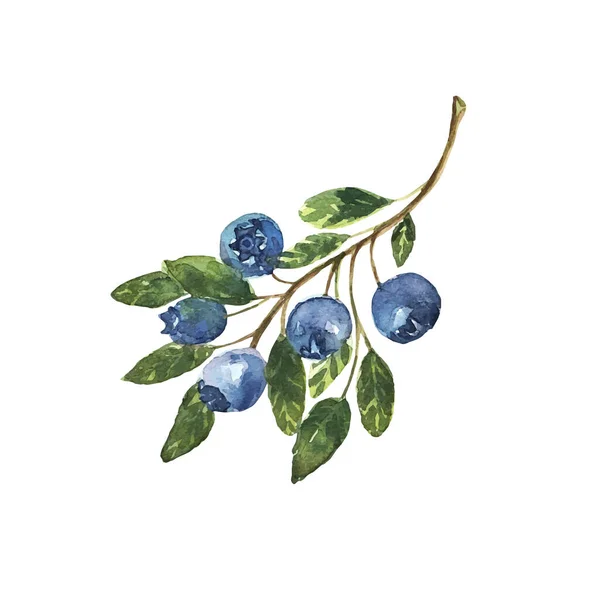 Ein Zweig Blaubeeren von Hand in Aquarell gezeichnet. Blaue Beeren, frisches Naturprodukt für die Gesundheit. Vektor — Stockvektor