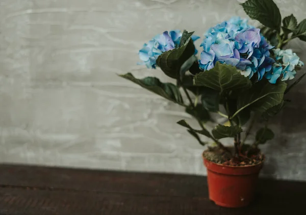 Hortênsia Macrófila Azul Uma Panela Flores Azuis Sobre Fundo Cinza — Fotografia de Stock