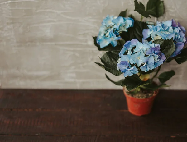 蓝色的水壶中的大型水壶 蓝色的花 灰色背景 开花的灌木 春季背景 — 图库照片