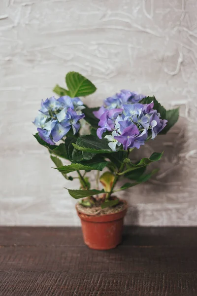 蓝色的水壶中的大型水壶 蓝色的花 灰色背景 开花的灌木 春季背景 — 图库照片