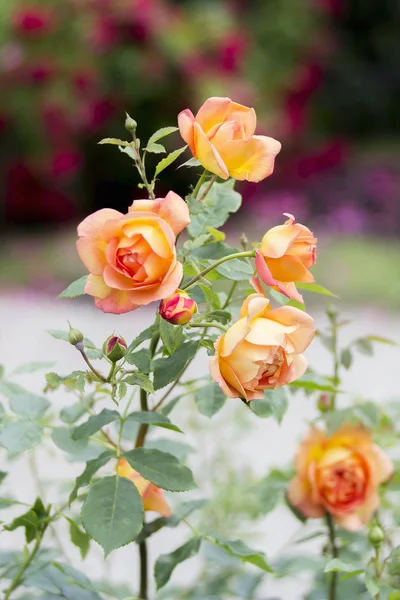 Vista Cercana Rosas Amarillas Rosadas Florecen Señora Shalott Austin Englan — Foto de Stock