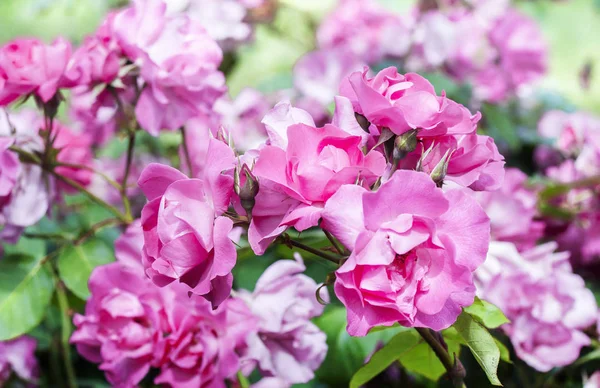 ピンクのバラの花。シクラメン — ストック写真