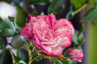 Pembe Gül çiçekleri