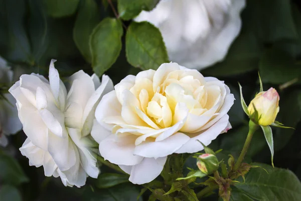 Fleurs blanches de rose jaune — Photo