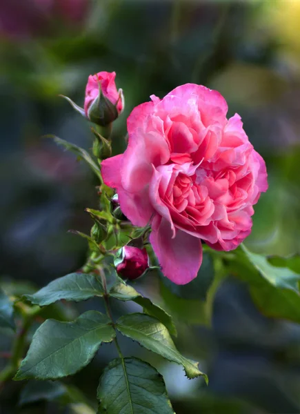 Vue Rapprochée Des Fleurs Roses Roses — Photo