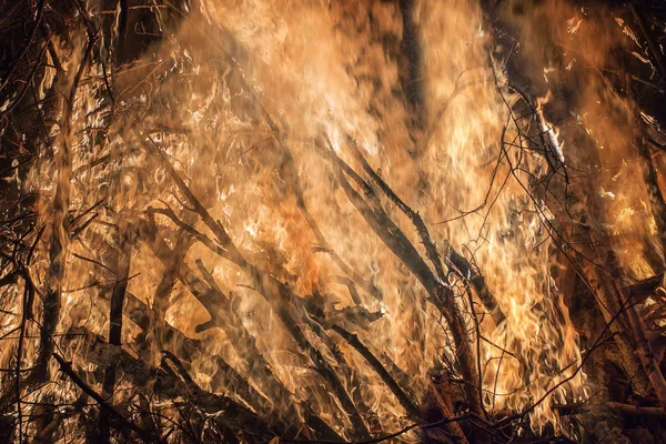 Вид на большой лесной пожар — стоковое фото
