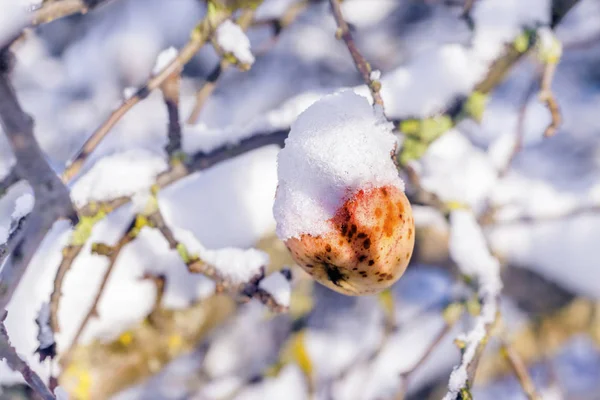 Maçã em um ramo de árvore no inverno — Fotografia de Stock