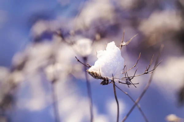 Pedaço Neve Galho Seco Inverno Com Fundo Embaçado — Fotografia de Stock