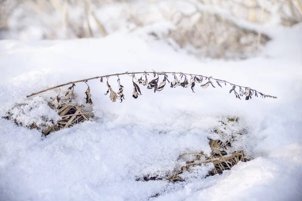 Gedroogde plant takje in de winter — Stockfoto