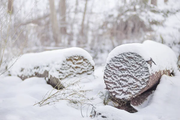 Fechar do fim de uns logs em um tempo de inverno — Fotografia de Stock