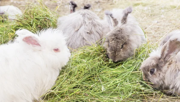 Angora rabbits eating a grass — Stock Photo, Image