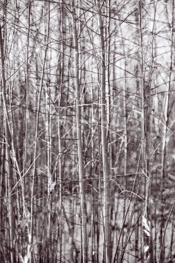 Yoğun genç ağaç arka plan kaynaklanıyor