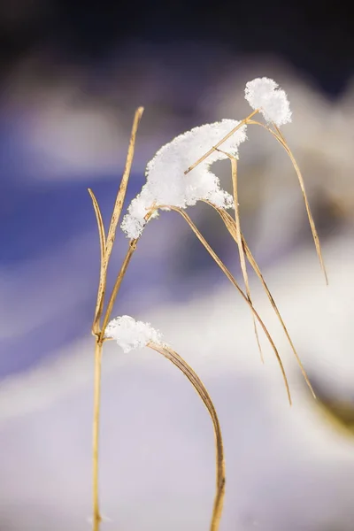 Galho de grama seca com criatura de neve sobre ele — Fotografia de Stock