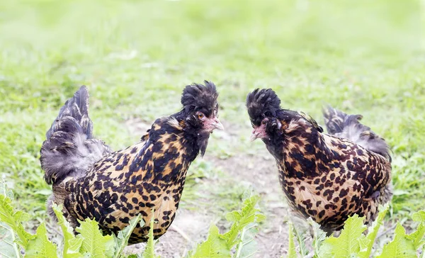 Duas galinhas salpicadas em uma grama — Fotografia de Stock