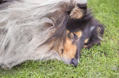 Collie köpek uyku portre