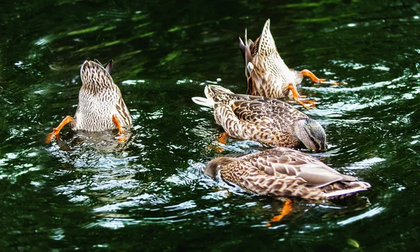 Patos en un agua oscura — Foto de Stock