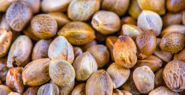 Sementes de cânhamo em macro — Fotografia de Stock