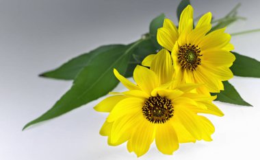 İki Arnica bitkisel çiçekleri