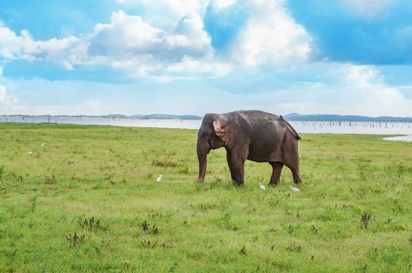 Vue panoramique avec éléphant — Photo