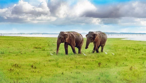 Vue panoramique avec deux éléphants — Photo