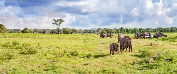 Panorama avec éléphants et safari en jeeps — Photo