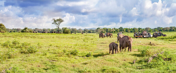 Panorama with elephants and jeeps safari