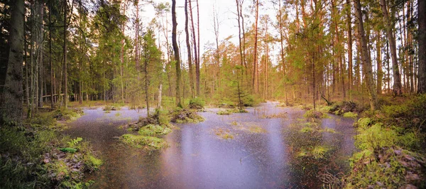 Landschaft mit gefrorenem Wasser in einem sumpfigen Wald — Stockfoto