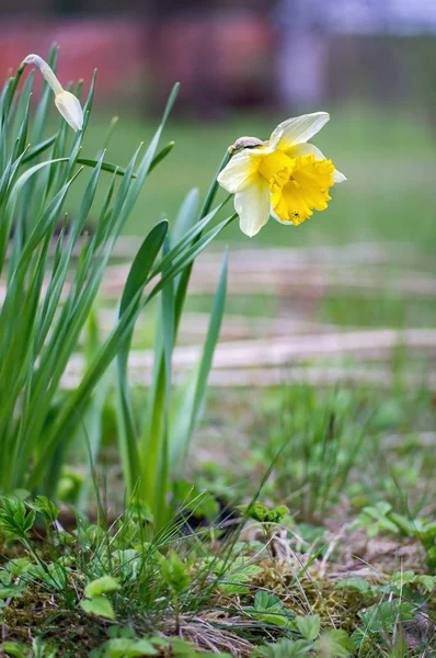Narcisse pseudonarcisse fleur — Photo