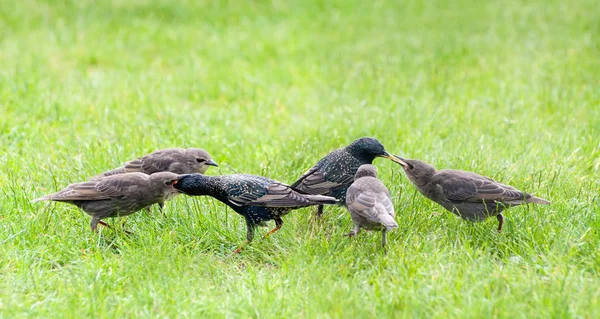 Starling parents nourish their young birds — Stock Photo, Image