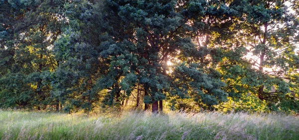 Yaz manzara meşe ağaçları ile — Stok fotoğraf