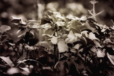 Bir patates bitki ışık 