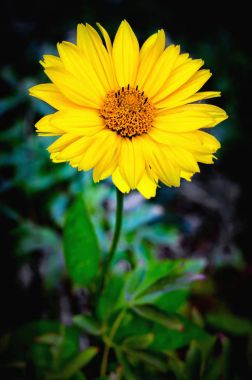 Arnica çiçek çiçek