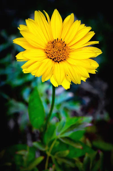 Flor de árnica — Foto de Stock