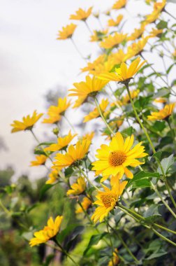 Arnica çiçek çiçek görünümü Kapat
