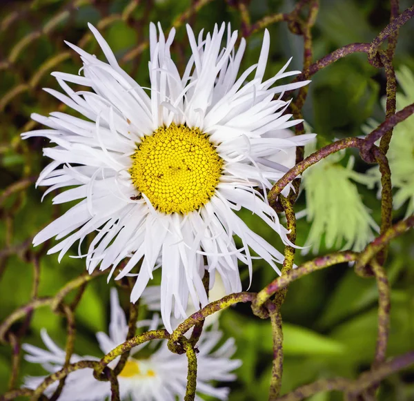 Zamknij Widok Kwiatu Rumianku Drutu Ogrodzenia Metalowe — Zdjęcie stockowe