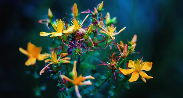 St Johns wort — Stok fotoğraf