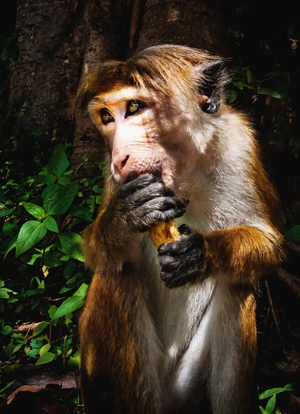 Retrato de Macaca con plátano con sombra juego —  Fotos de Stock