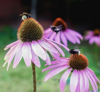 Ekinezya flower'ın çiçekleri arılar ile