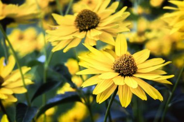  Close view of  Arnica blossoms clipart