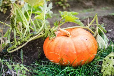 Turuncu kabak bir Bahçe