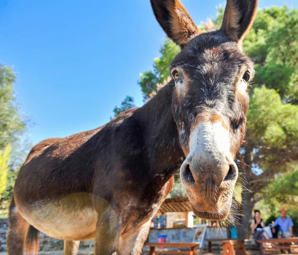 Old donkey portrait — Stock Photo, Image
